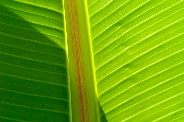 palmblatt